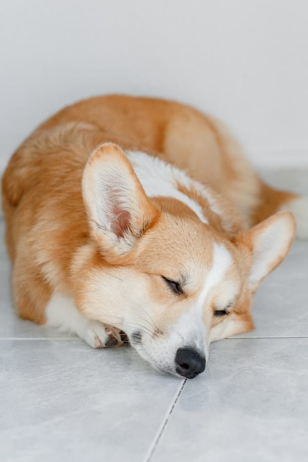 corgi-sploot