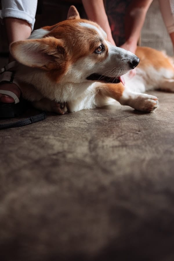 corgi-sploot