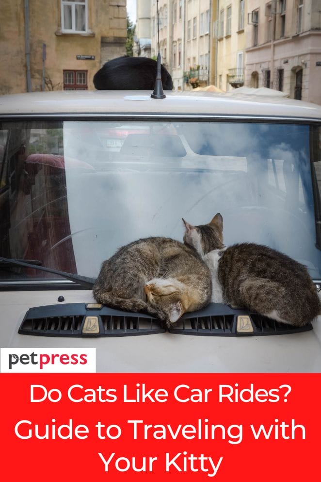 do cats like car rides