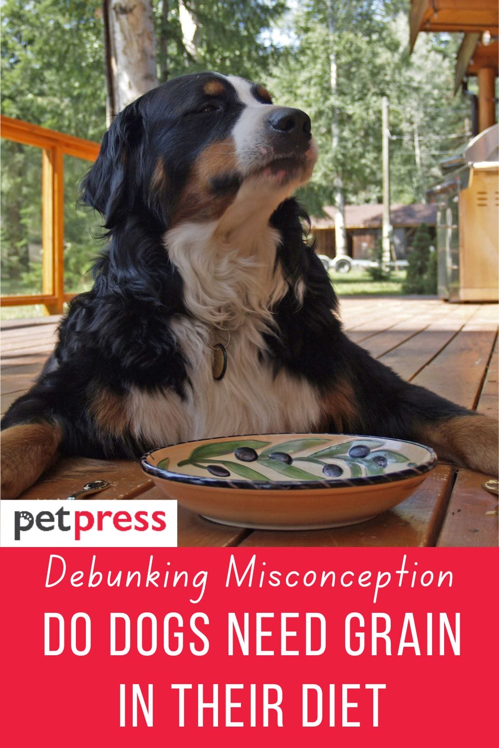 Debunking Misconceptions Do Dogs Need Grain in Their Diet?