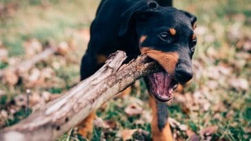 dobermann dog quotes