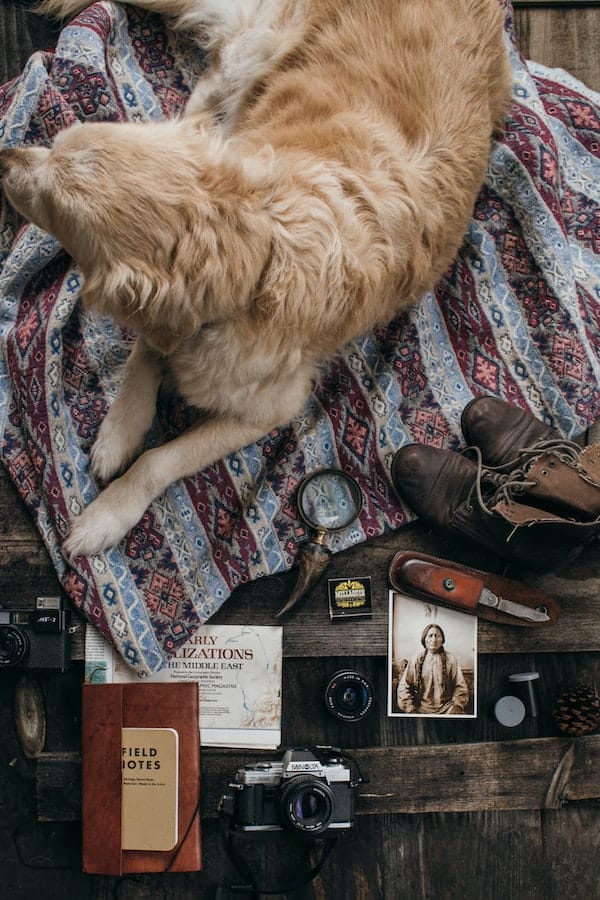 Why Do Dogs Eat Shoes? Understanding the Dog Shoe Obsession