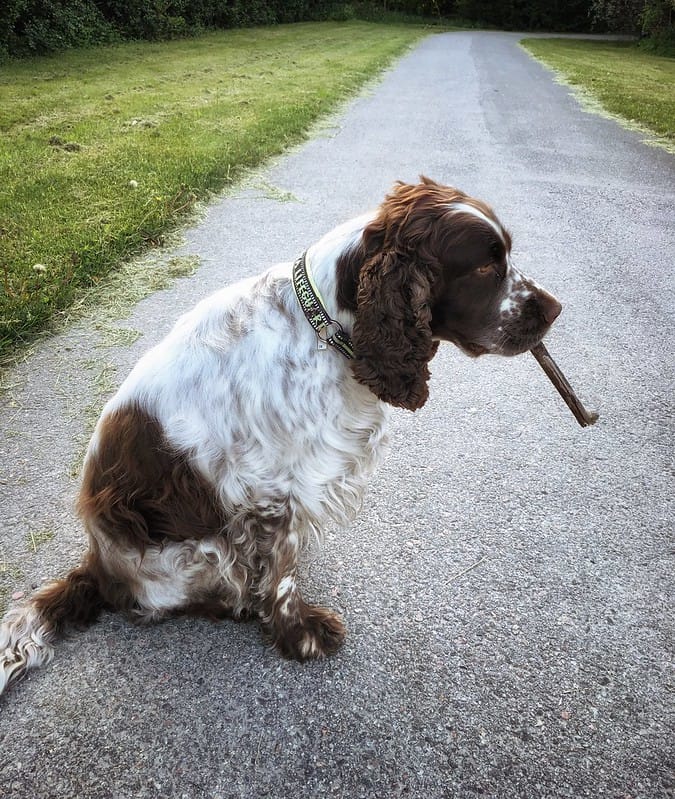 dog-like-antler