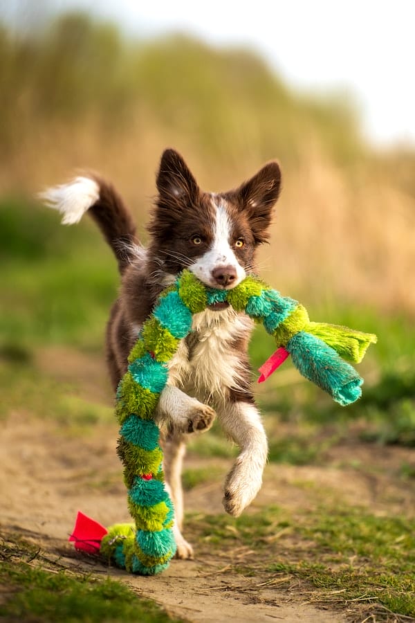 dog-nibble-on-toys