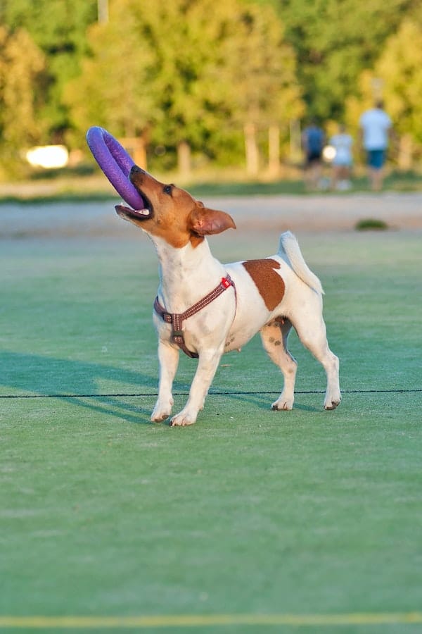 dog-nibble-on-toys