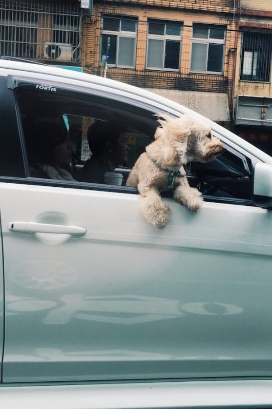 dogs getting sick in the car