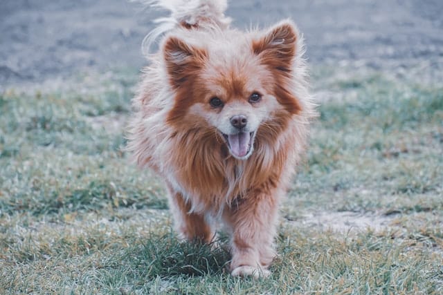 puppy-s-burst-of-joy-why-do-puppies-pee-when-excited