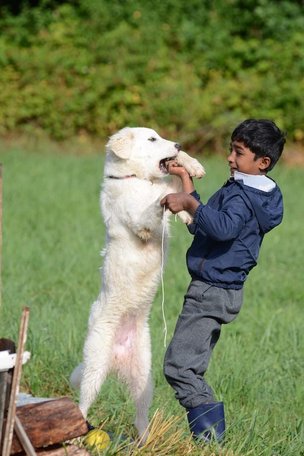 great-pyrenees