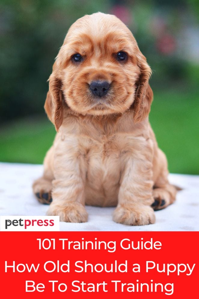 how old should a puppy be to start training