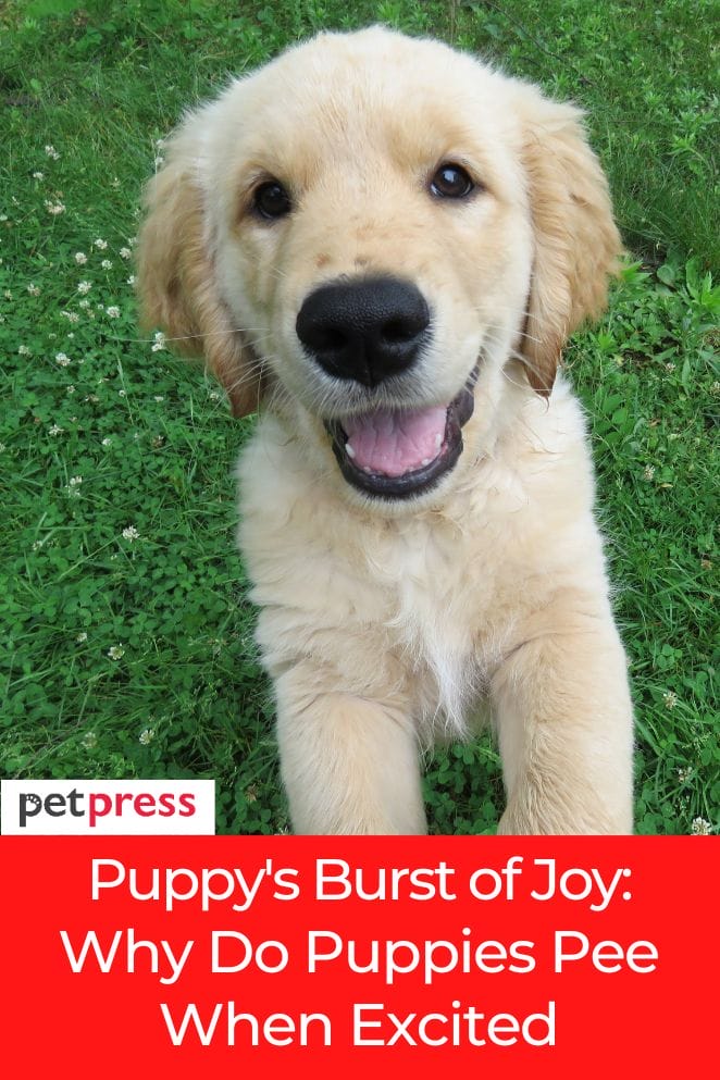 puppies pee when excited