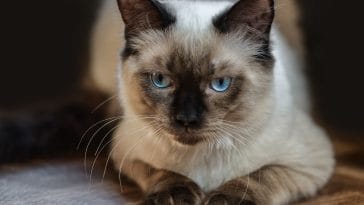 ragdoll cat quotes