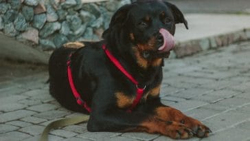 rottweiler-behavior-problems