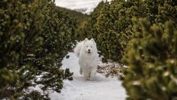 samoyed dog quotes