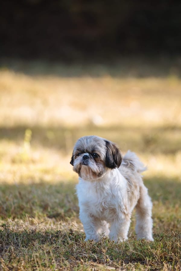 shih-tzu-behavior