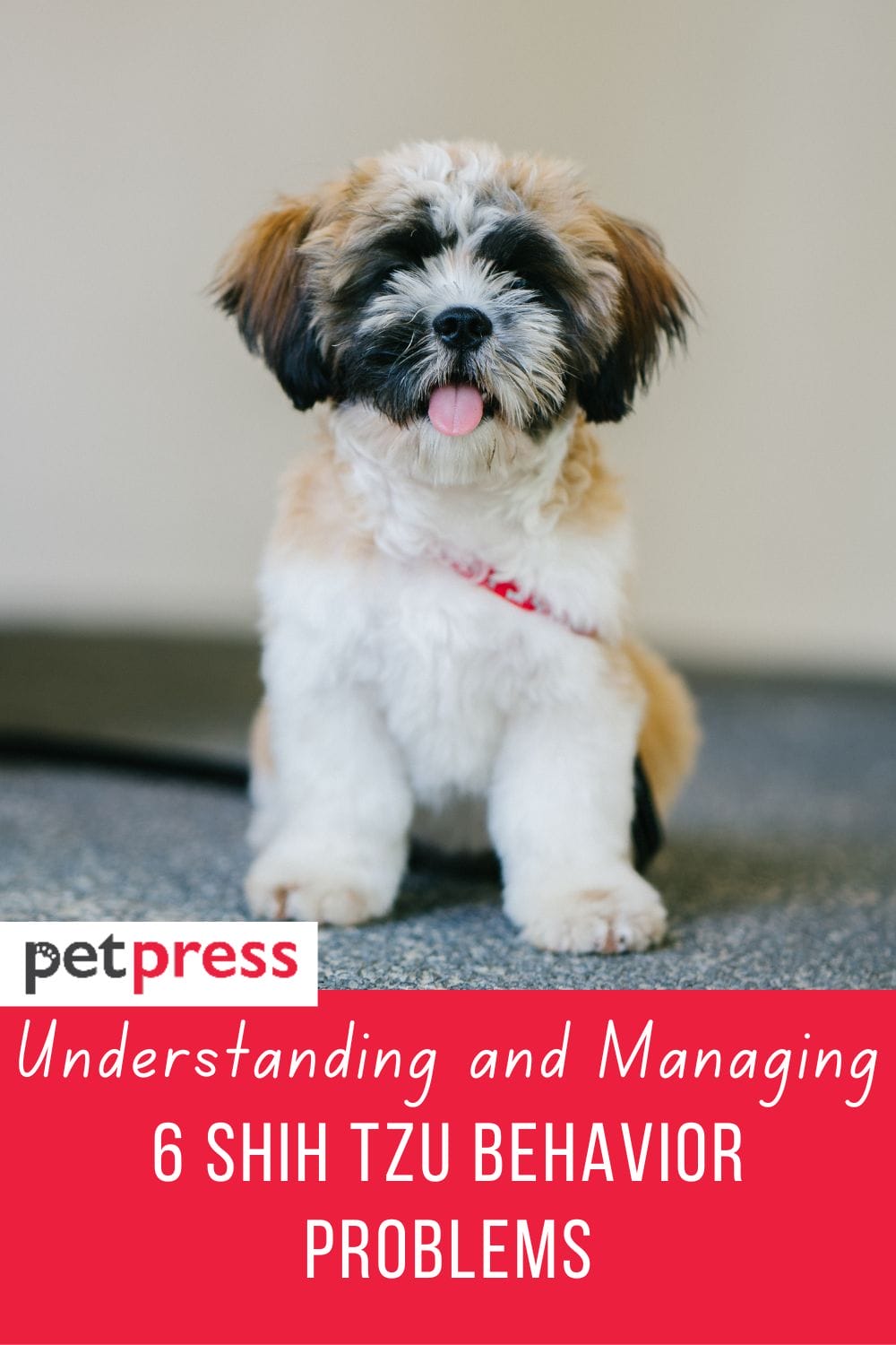 Understanding and Managing: 6 Shih Tzu Behavior Problems