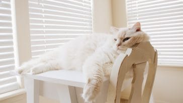 short cat quotes for facebook