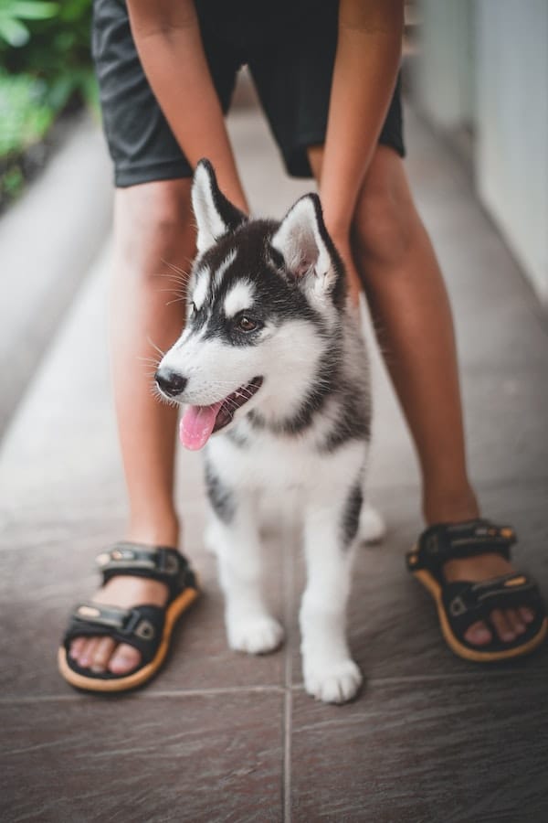 siberian-husky