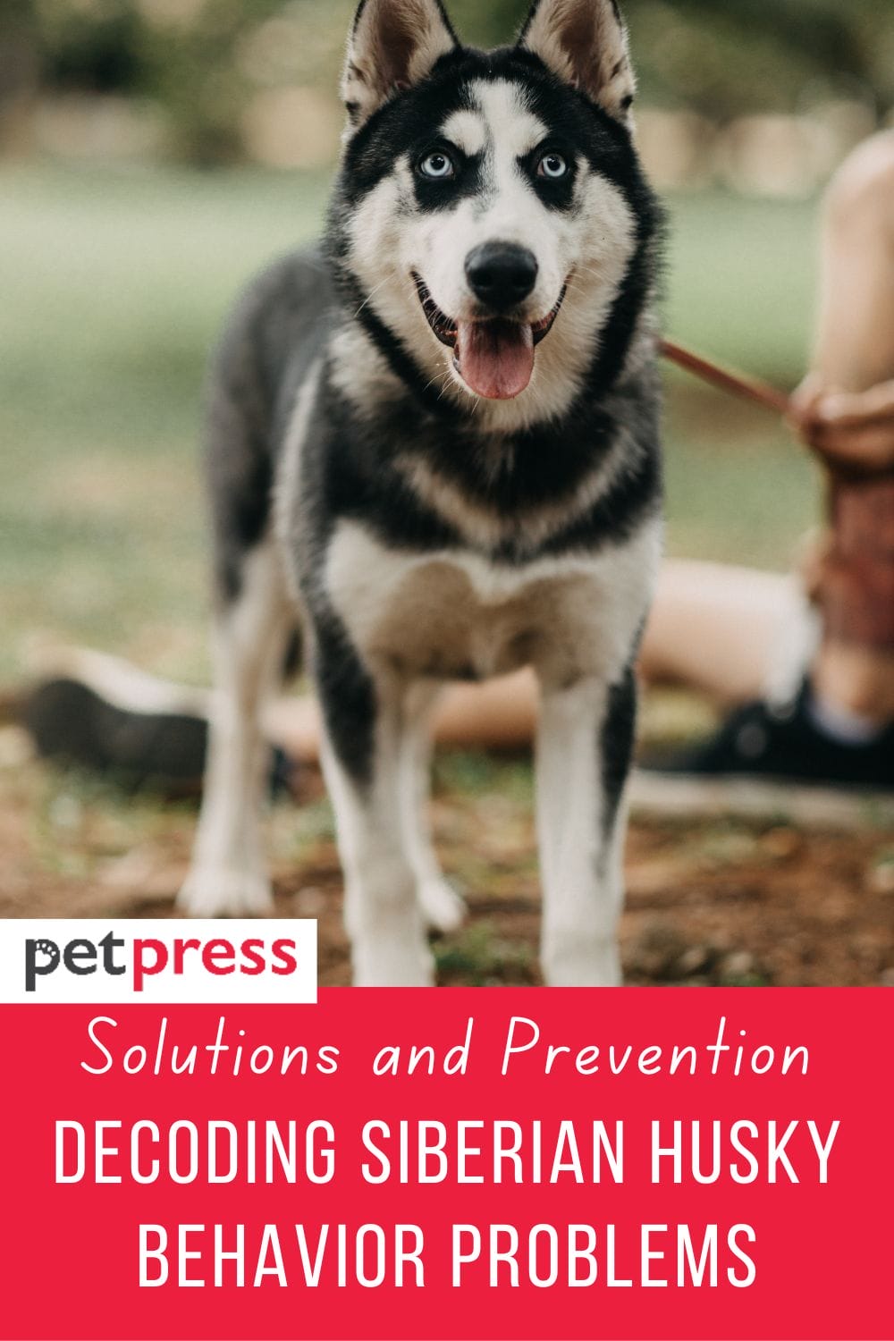 Solutions: Decoding Siberian Husky Behavior Problems