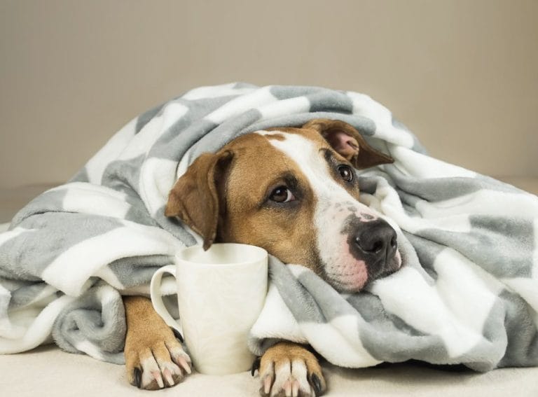 Dog Throwing Up Clear Liquid When to Call a Vet