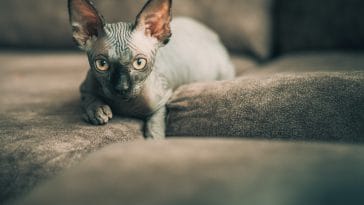 sphynx cat quotes