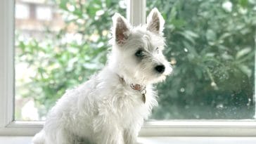 terrier dog quotes