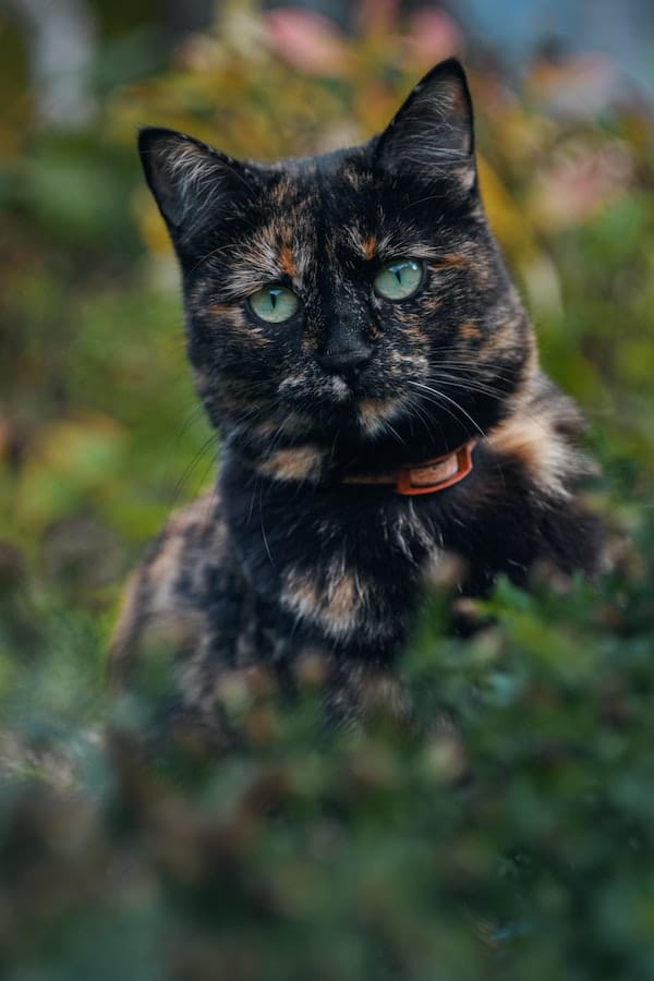 tortoiseshell-cat