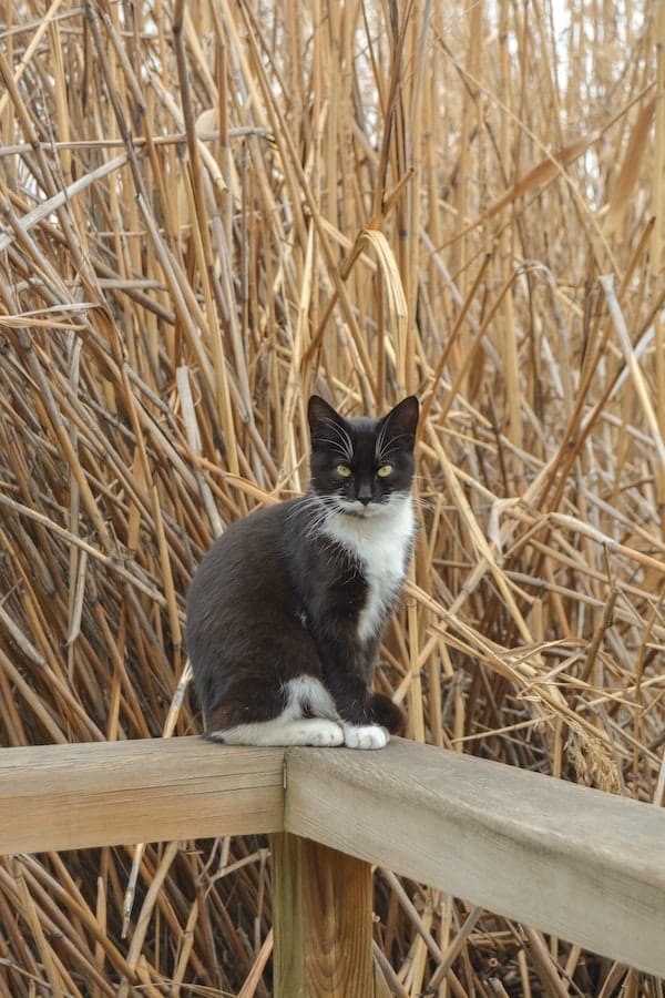 tuxedo-cat