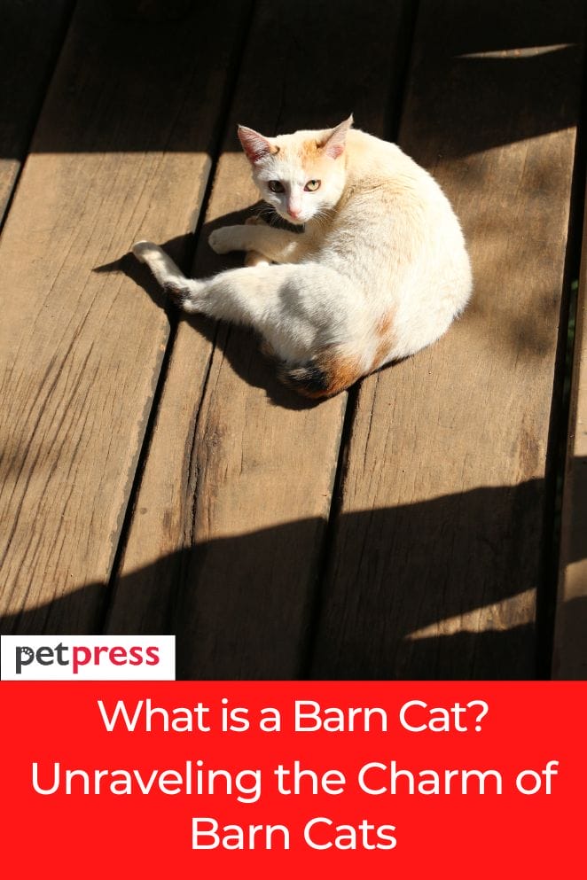 what is a barn cat