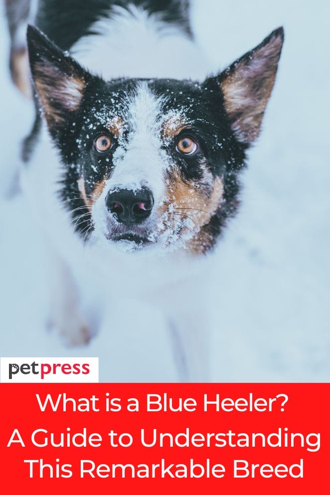 what is a blue heeler