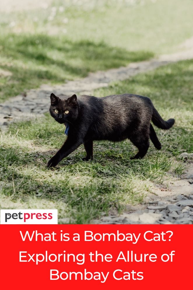 What is a Bombay Cat? Exploring the Allure of Bombay Cats