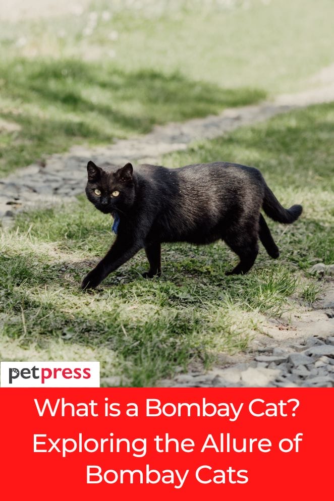 what is a bombay cat