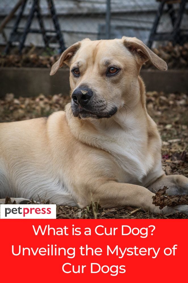 what is a cur dog