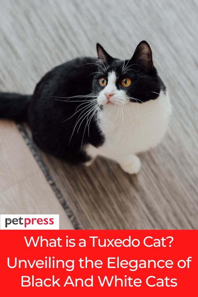 what is a tuxedo cat