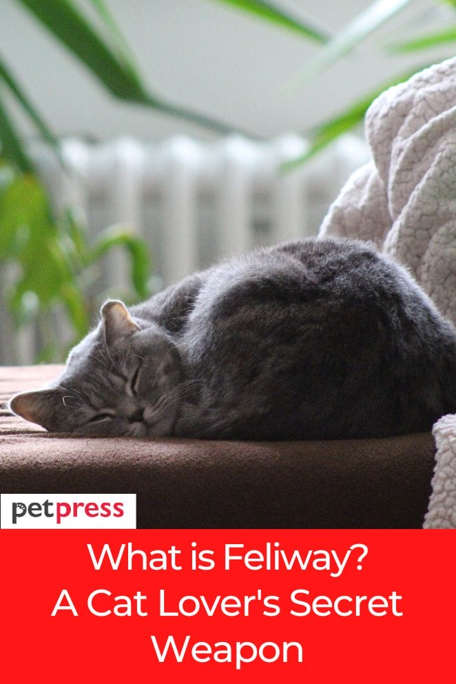 what is feliway