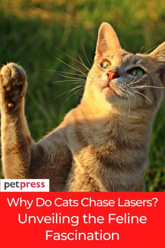 Why Do Cats Chase Lasers? Unveiling the Feline Fascination