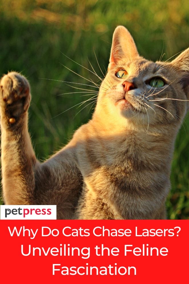 why do cats chase lasers