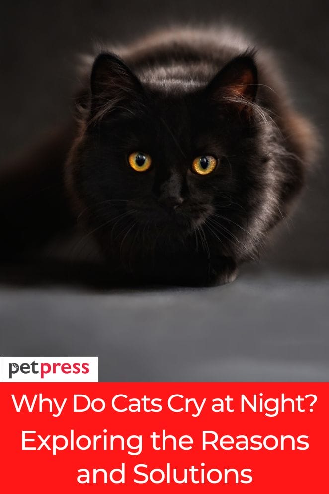 Why Do Cats Cry At Night? Exploring The Reasons And Solutions