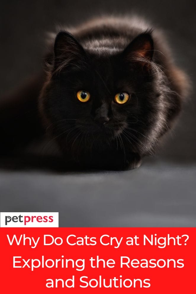 why do cats cry at night