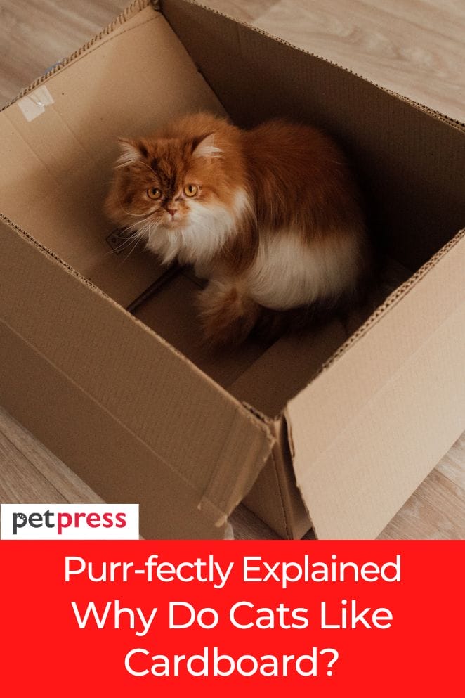 why do cats like cardboard