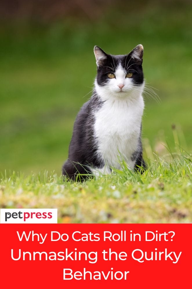 why do cats roll in dirt