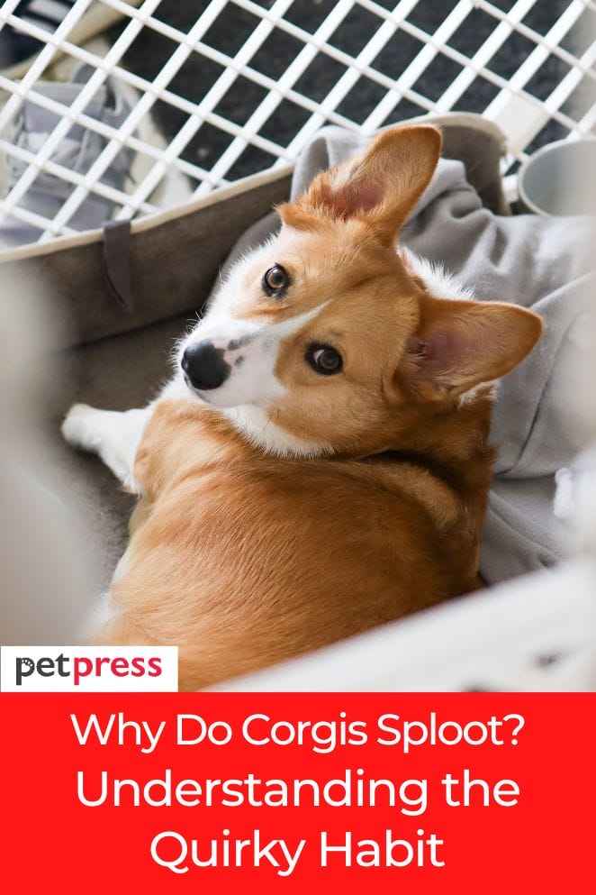 why do corgis sploot