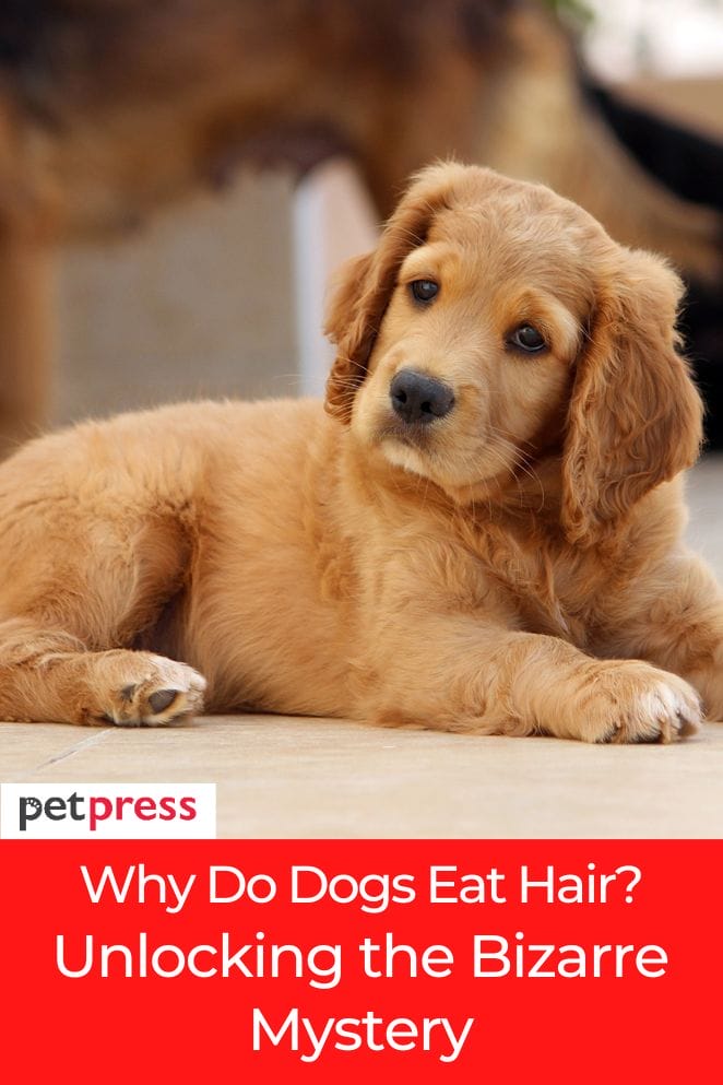 why do dogs eat hair
