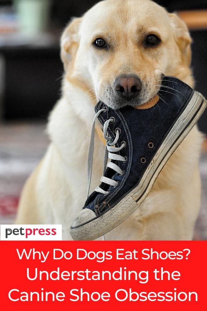 why do dogs eat shoes
