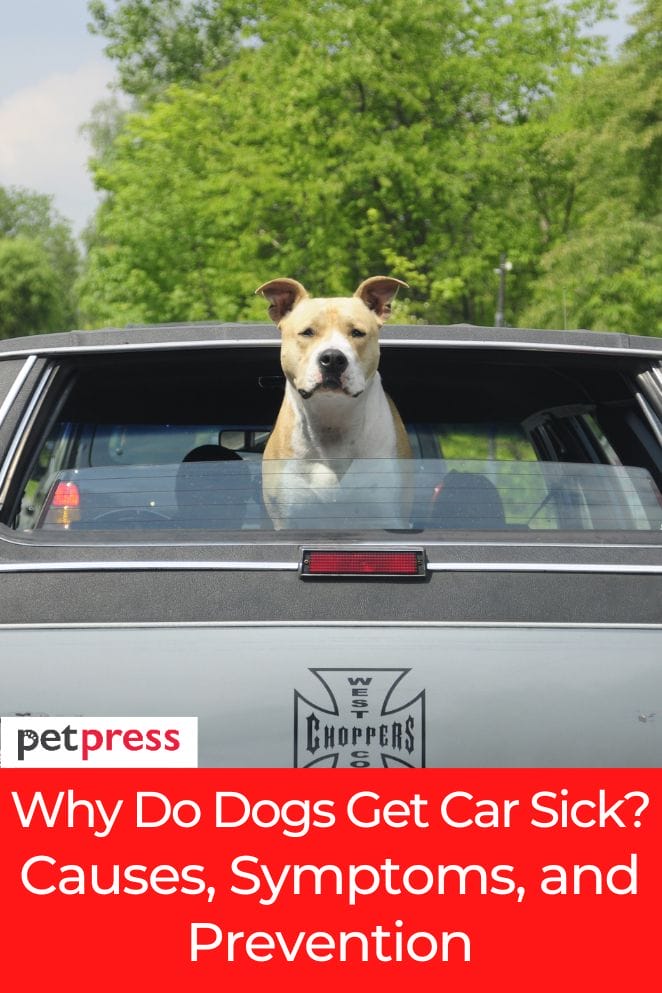 why do dogs get car sick