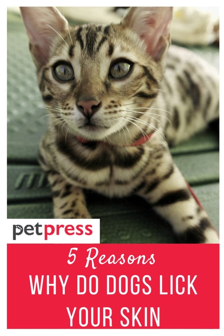 5 Common Reasons Why Do Dogs Lick Your Skin