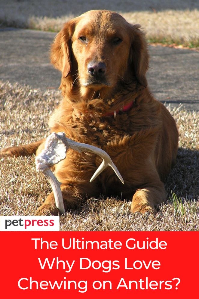 why do dogs like antlers