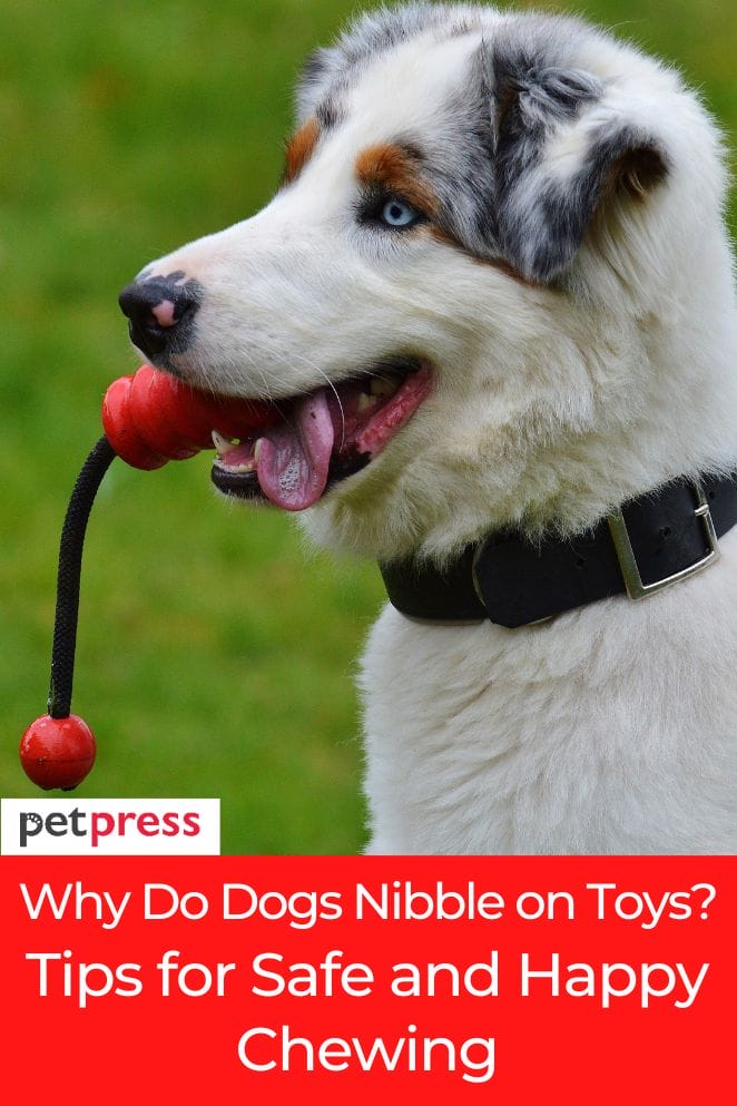 why do dogs nibble on toys