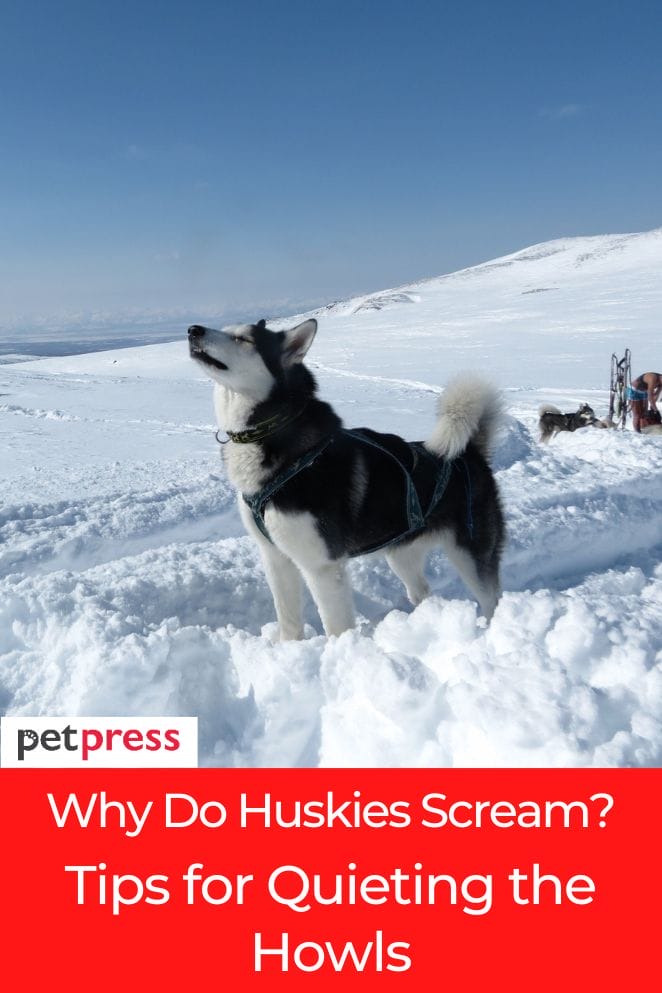 why do huskies scream