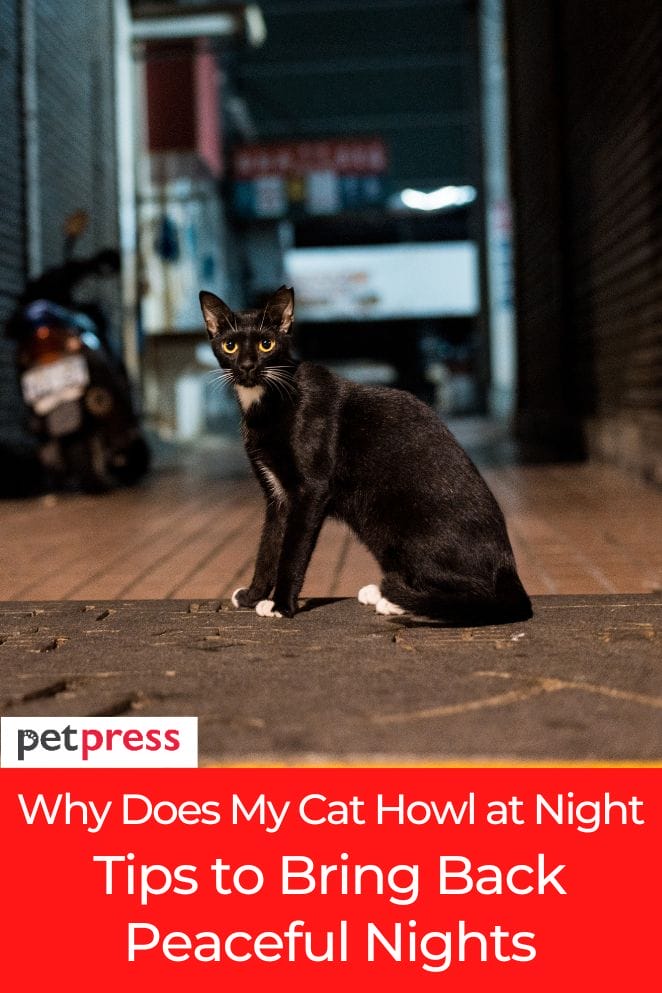 why-does-my-cat-howl-at-night-bring-back-peaceful-nights