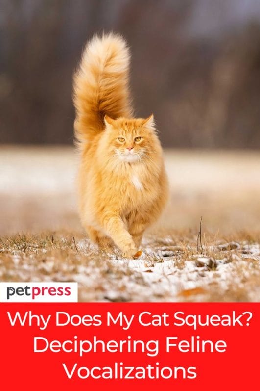 Why Does My Cat Squeak? Deciphering Feline Vocalizations
